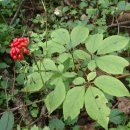 고려산삼 이미지