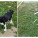 스터디독스쿨 이미지