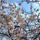 버들농장 | 안산 벚꽃 명소 산책하기 좋은 화랑유원지 활짝 핀 포토스팟 벚꽃길