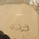 머스탱타고 호놀룰루 하와이 72번국도 해변드라이브 코스 (하나우마베이 | 할로나 비치코브&amp;할로나...