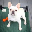 미앤멍 강아지분양 제주본점 | [제주 아가야] 사랑스러운 프렌치불독을 소개합니다 (의뢰 후기)