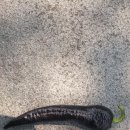 삼미시장4 이미지