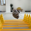 어썸멍스쿨 이미지