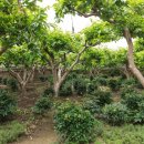 솔나무안집 이미지