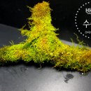 모스우드 이미지