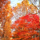 선화로 이미지