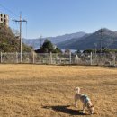 퍼피 그라운드 이미지