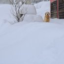 대관령 지니하우스 이미지