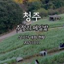 새하얀세상 | 청주 추정리 메밀밭 10월 실시간 개화 현황 - 주차 정보, 사진 스팟 총정리 (2025.10.11 방문후기)