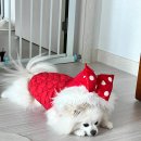 아띠지기 | 아띠지기 분리불안 훈련, 노즈워크장난감 내돈내산 솔직후기. 한달 사용기