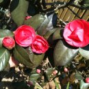 새싹마을마당 이미지