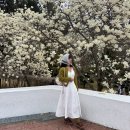 목련@사랑 | [창원] 하얀 알새우칩이 팡팡! 충혼탑 목련 실시간 방문 후기🤍