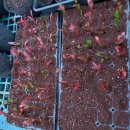 홍양농장 이미지