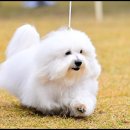 유어펫 라운지 강아지분양 이미지