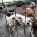 애견천국 이미지