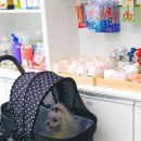 도리도리펫샵 이미지