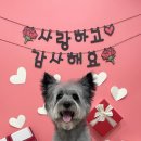 선사애견 이미지