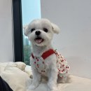 춘옥이네 | 미사역 애견카페 춘옥이네 바닥 안미끄럽고 깔끔해