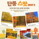 (국내기획여행) 11월 7일~8 일(토,일) 가을 절정의 풍경을 한번에~!! 가평 남이섬(2차) &amp; 화담숲+ 아산여행 1박2일 이미지