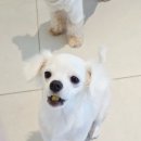 바나개 애견유치원 호텔 | [원주 강아지 유치원 / 애견유치원 추천] 바나개 애견유치원 호텔