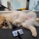 정샘 동물병원 이미지