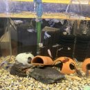 예천1로 | [충남 서산] 내돈내산 이편한세상 앞 BHC 솔직후기 - 핫후라이드 뿌링치즈볼 뿌링클