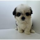 도그의 품격 이미지