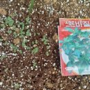 설레임꽃