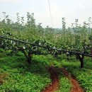 자영농장 이미지