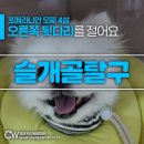강아지슬개골탈구수술전문 오른쪽 뒷다리를 절어 내원해준 4살 포메 모찌 후기! 재활치료까지 받았어요 :)
