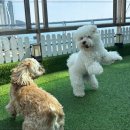 마이펫 강아지유치원 이미지