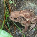 금두꺼비 이미지