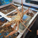 포항시북구34 | 포항죽도시장횟집 포항죽도시장맛집 &lt;영광회대게&gt;