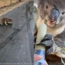 개인생활펫 이미지