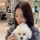 살아나는 컬러“애쉬매트브라운”+“하이레이어드컷” 후기 | 에이바이봄 하윤 청담동 미용실 에이바이봄