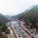신흥동 벚꽃나들이 축제 및 작은음악회 | 제25회 금산 보곡산골 산벚꽃 축제 2026 봄 추천! 작년 다녀온 후기 + 현실 꿀팁