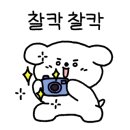 민들레수선 이미지