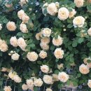 대구제일중학교 이미지