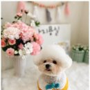 아지묭실 이미지