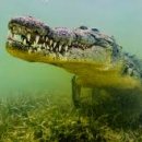 낙타와돌고래 이미지