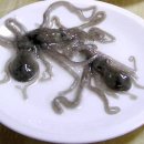 낙지발이 몇개고 이미지