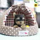 도그메리트 강아지 이미지