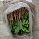 명이나물(산마늘) 봄모종,잎,저렴판매 이미지