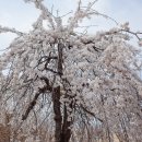 인천대공원(다목적광장) 이미지