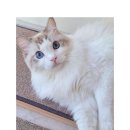 커뮤니캣 고양이 호텔&미용실 이미지