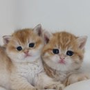 창원고양이분양 퍼스트캣 창원점 이미지