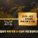 응봉개나리어린이공원 | 2026 응봉산 개나리 축제 총정리｜개화시기·주차·최적방문시간까지