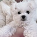 김해 해피몽 김해강아지분양 고양이분양 | 나의 첫 반려동물 월이