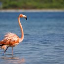 플라밍고 이미지