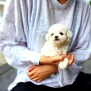 내품에 강아지 이미지